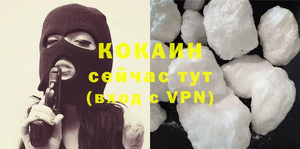 прущие грибы Новозыбков