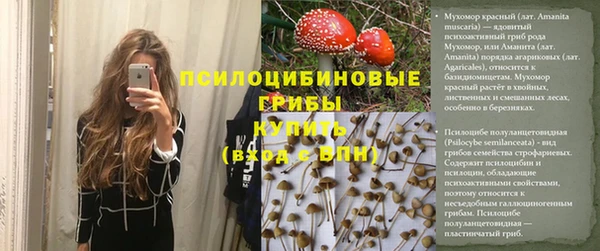 прущие грибы Новозыбков